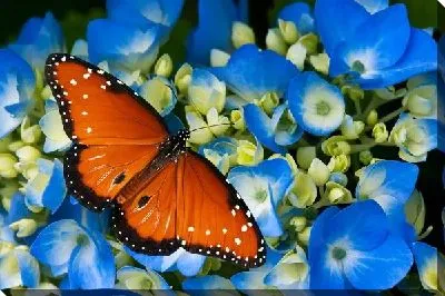 Постер Бабочка №2