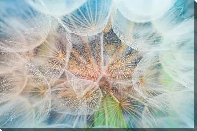 Одуванчики макро №2