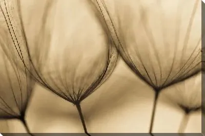 Постер Одуванчики макро №4