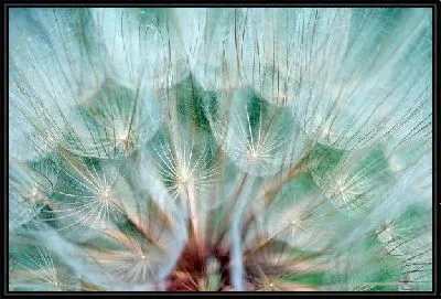 Картина Одуванчик макро №6