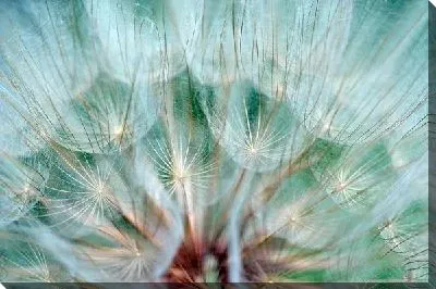 Постер Одуванчик макро №6
