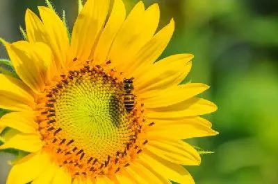 Плакат Подсолнух №4
