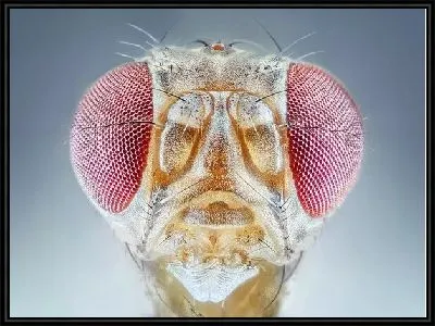 Макро насекомое