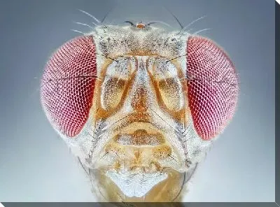 Макро насекомое