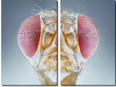 Макро насекомое