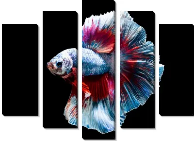 Модульная картина Бойцовая рыбка