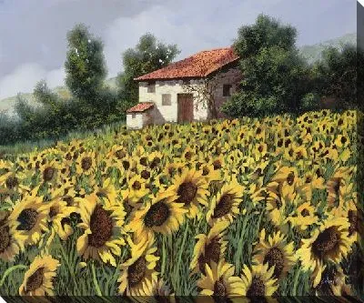 Поле подсолнухов в Италии