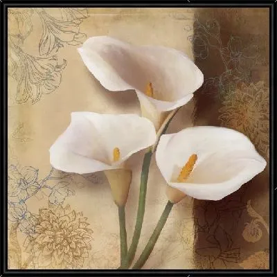 Каллы кремового цвета