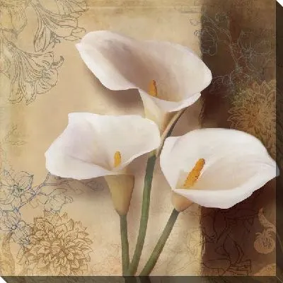 Каллы кремового цвета