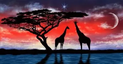 Плакат Африканский пейзаж ночью