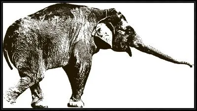 Картина Слон №8