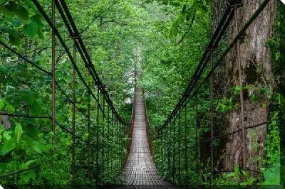 Подвесной канатный мост в джунглях