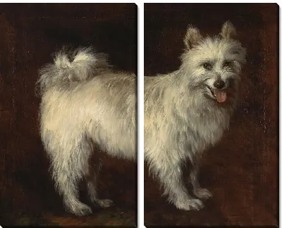 Картина Шпиц (1765)