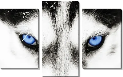 Модульная картина Волк с голубыми глазами