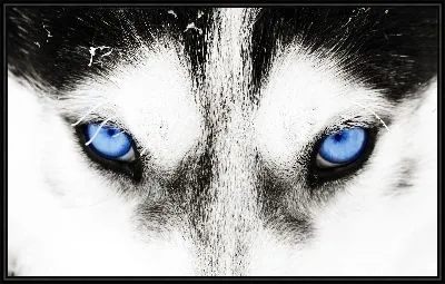 Картина Волк с голубыми глазами