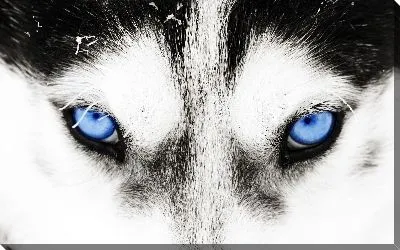 Постер Волк с голубыми глазами