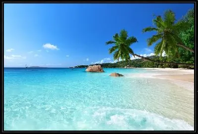 Пляж с нависающими пальмами