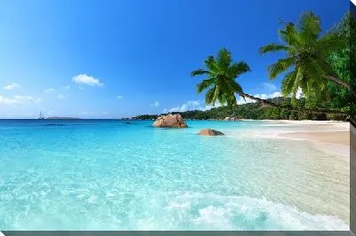 Пляж с нависающими пальмами