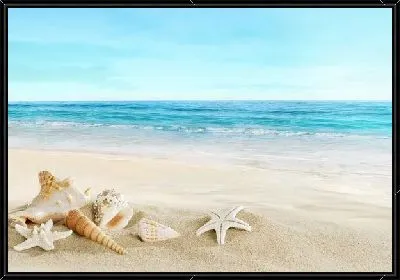 Ракушки на берегу