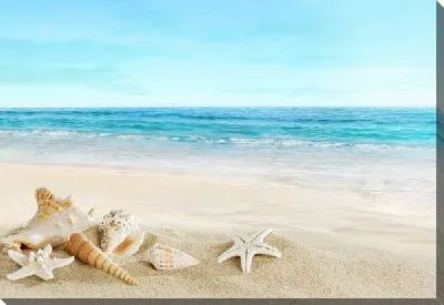 Ракушки на берегу