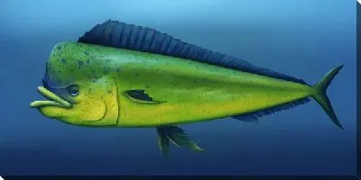 Постер Зелёная рыба на синем фоне