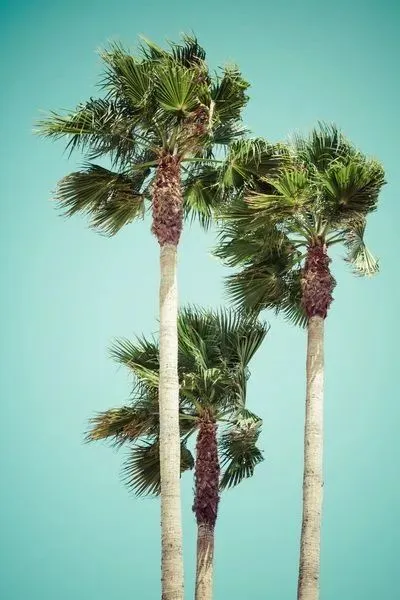 Плакат Пальмы на фоне бирюзового неба