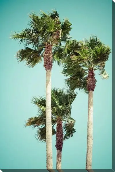 Постер Пальмы на фоне бирюзового неба