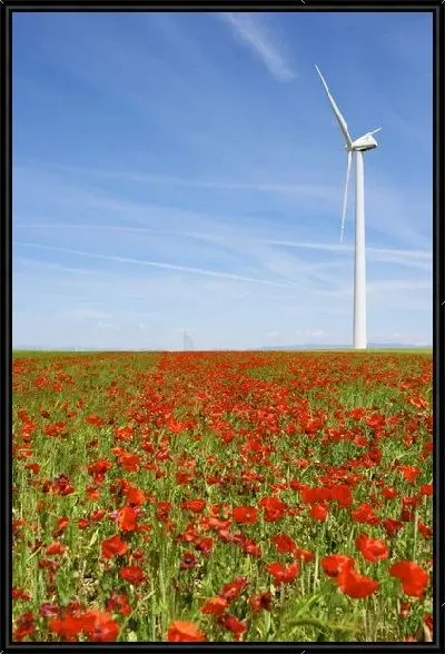Картина Ветряная мельница в маковом поле