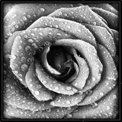 Бутон розы в каплях воды