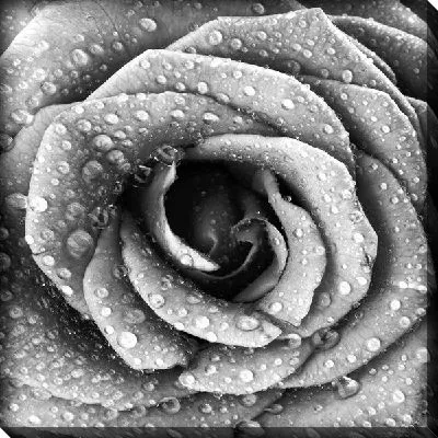 Бутон розы в каплях воды