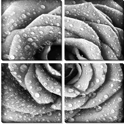 Бутон розы в каплях воды