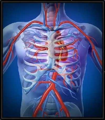 Строение человека