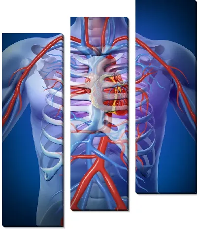Строение человека
