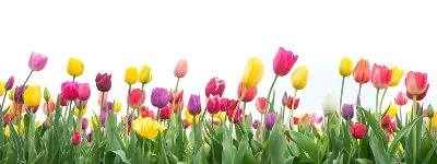 шаблон id 43
