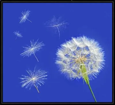 Одуванчик на синем фоне