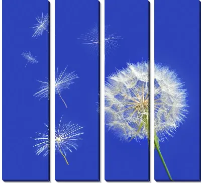 Одуванчик на синем фоне