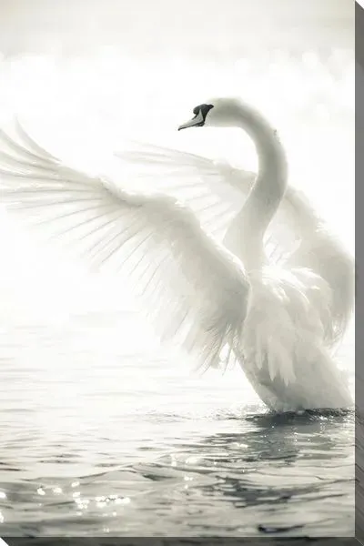 Постер Взлетающий лебедь