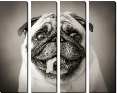 Модульная картина Мопс