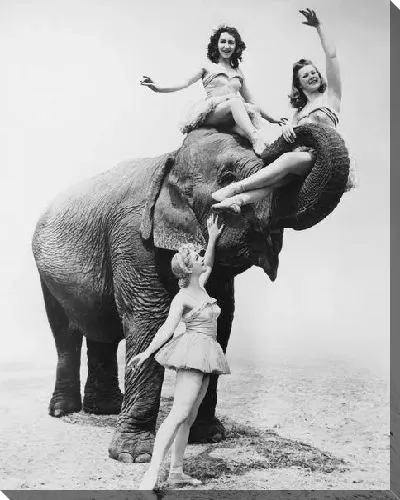 Постер Девушки со слоном