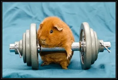 Хомяк на гантеле