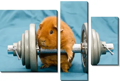 Хомяк на гантеле