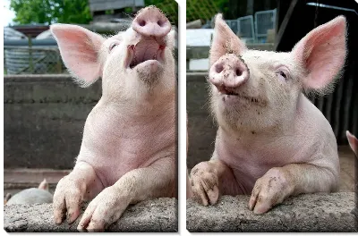 Модульная картина Свиньи