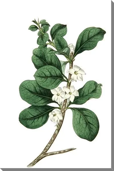 Картина маслом Ветка с цветами и листьями