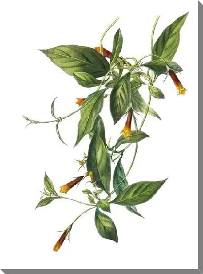 Постер Лиана с цветами