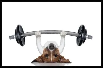 Собака со штангой