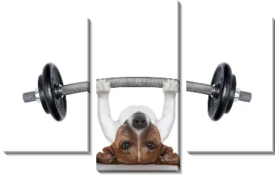 Собака со штангой