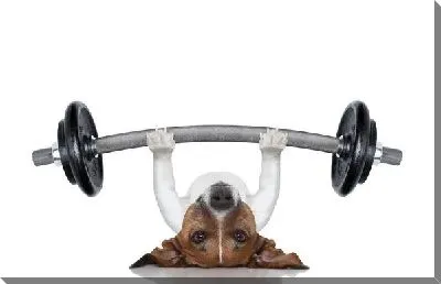 Собака со штангой