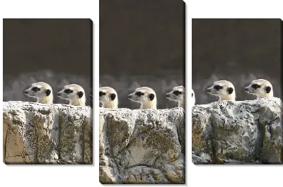 Модульная картина Сурикаты