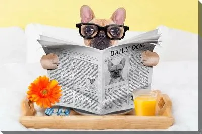 Собака с газетой