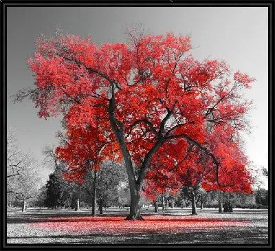 Красивое красное дерево в парке